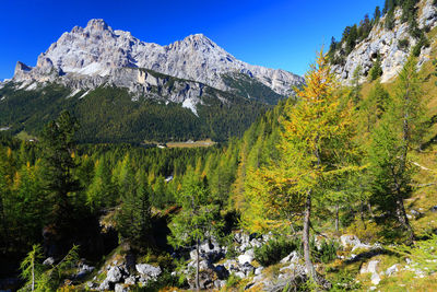 Scenic view of trees growing on mountains against clear sky