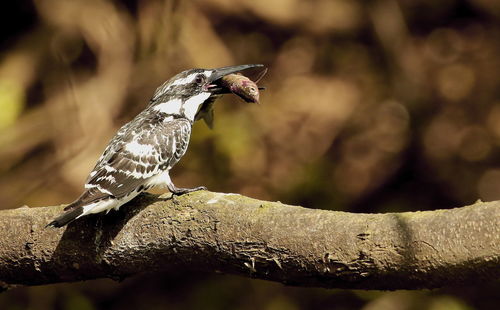 Close-up of bird perching on branch