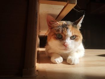 Portrait of cat relaxing on floor at home