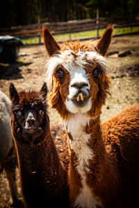Portrait of sheep in a field
