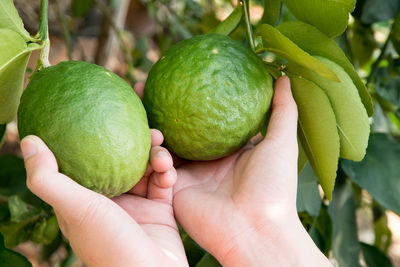 Close-up of hand holding apple