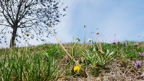 Scenic view of grassy field against sky