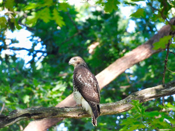 Low angle view of eagle perching on tree