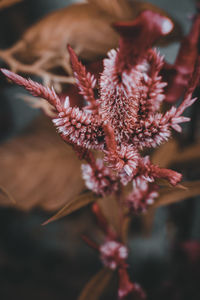 Close-up of flowering plant