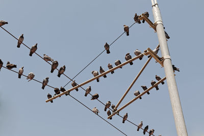 Low angle view of birds perching on cable