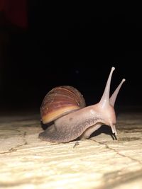 Close-up of snail on table