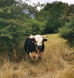 Cow standing on grassy field