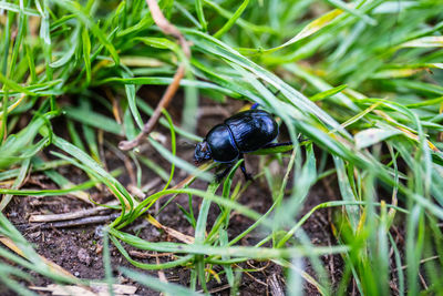 High angle view of black insect on grass