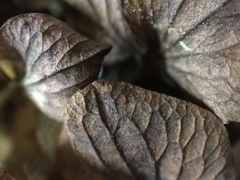 Close-up of dry leaves