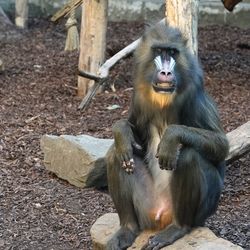 Mandrill sitting on tree at zoo