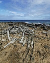 Scenic view of driftwood on beach against sky