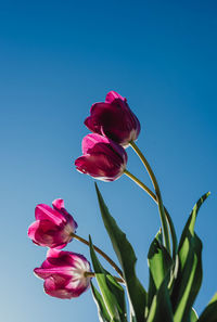 Low angle shot of bright pink tulip flowers against a blue sky.