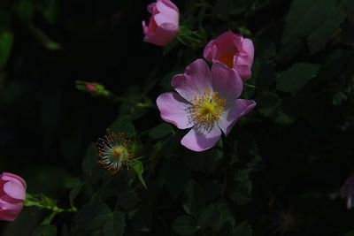 Close-up of flowers blooming outdoors