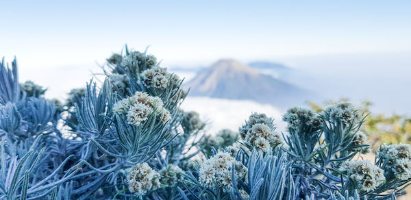 Close-up of snow covered plants on land against sky