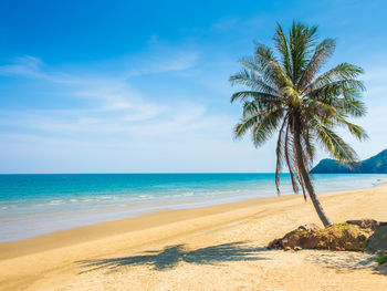 Palm trees on beach against sky