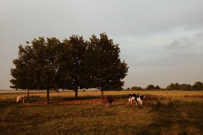 Horses on landscape against sky