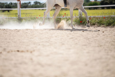 Low section of man riding horse in pen