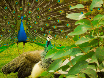 Close-up of peacock