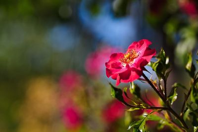 Close-up of pink flowering plant