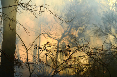 High section of silhouette plants against sunset