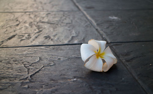 Close-up of white flowers