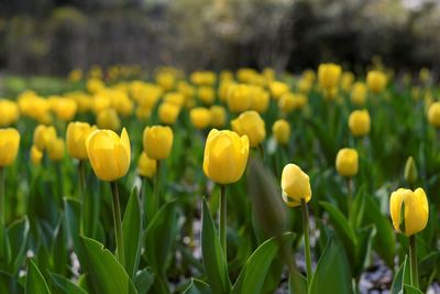 Close-up of yellow flowering plants in field