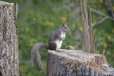 Squirrel on wood