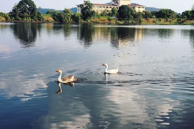 Ducks swimming in a lake