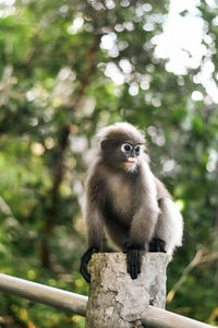 Monkey sitting on tree