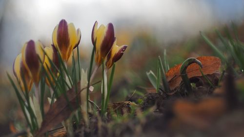 Close-up of flowers growing in field