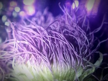 Close-up of purple flowers