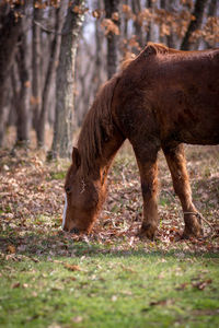 Horse grazing in field