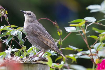 Close-up of bird perching on branch