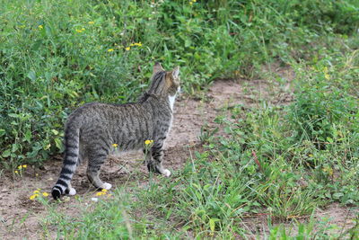 View of cat on field