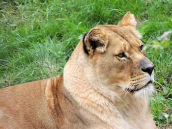 Close-up of lion relaxing on grass