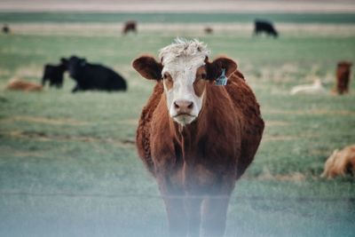 Portrait of cow standing on field