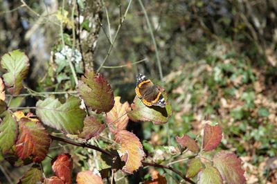 Close-up of butterfly perching on plant