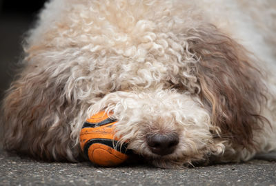 Close-up of dog with ball