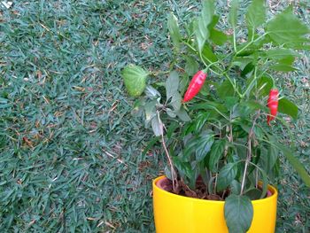 High angle view of potted plant