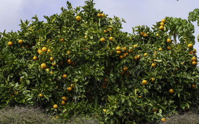 Full frame side view of citrus trees with an abundance of orange fruits