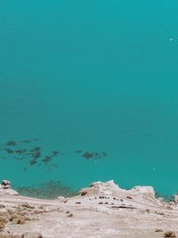 High angle view of an animal on beach