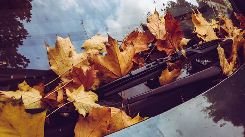 Close-up of dry maple leaves during autumn