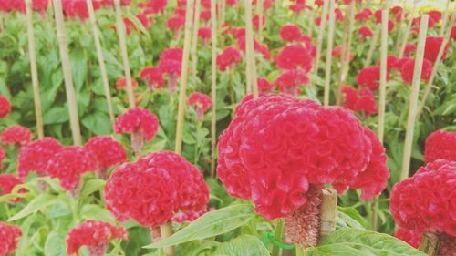 Close-up of pink flowers