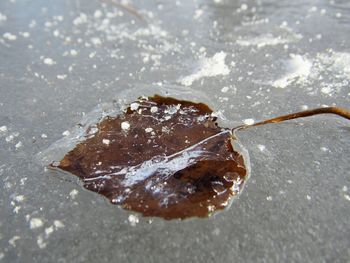 Close-up of leaf on water