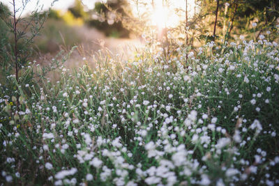 Close-up of flowering plants on field during winter