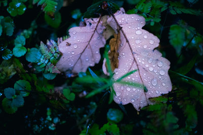 Close-up of water drops on leaves