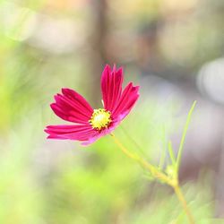 Close-up of pink flower