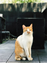 Portrait of cat sitting outdoors