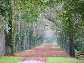 View of trees in forest