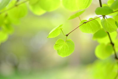 Close-up of leaves